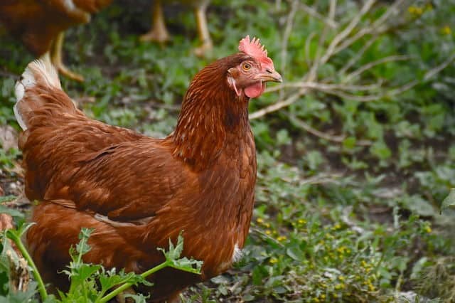Brown Hen 1 Brown hen on grass.