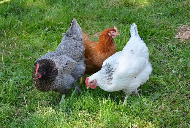 Hens White, brown and grey hens.
