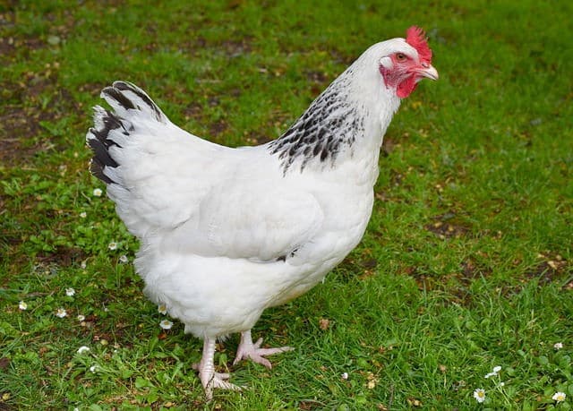 White Hen 2 White hen on grass.