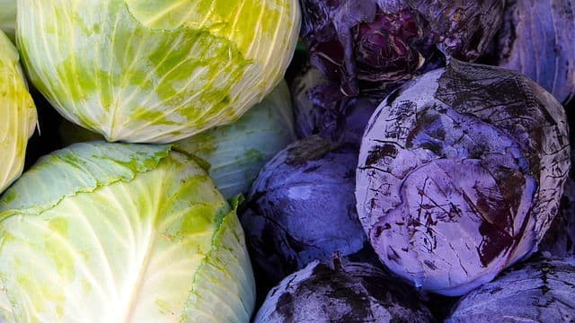 Red and green cabbages.