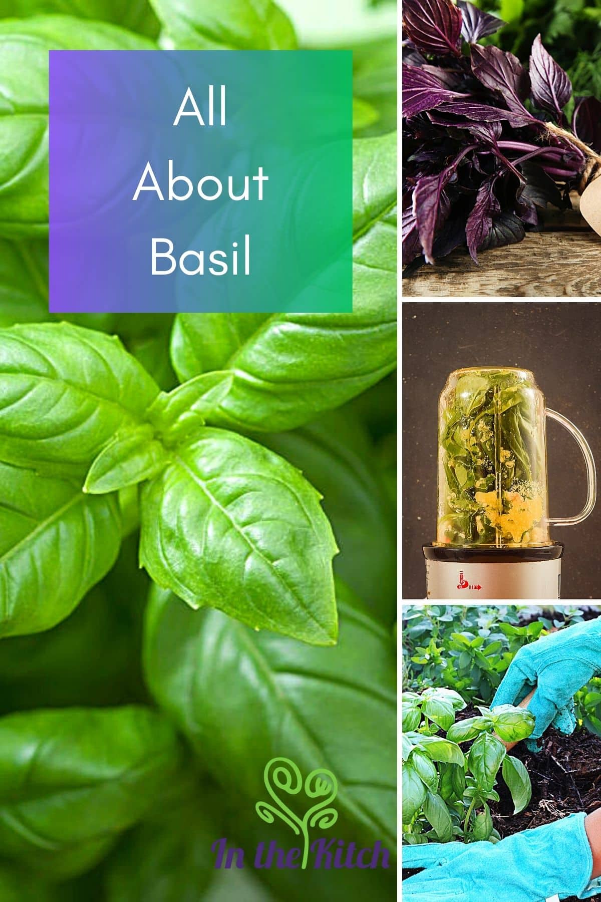 images of fresh basil of different varieties with text overlay that says 'All About Basil'.