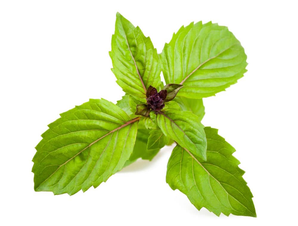 Basil cinnamon isolated on white.