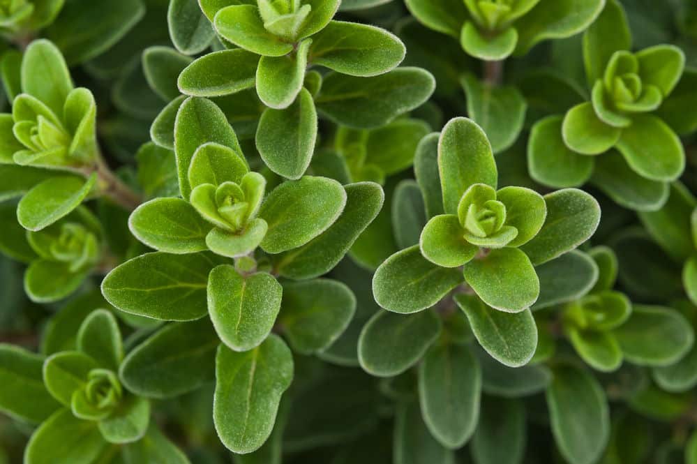 Fresh marjoram close up.