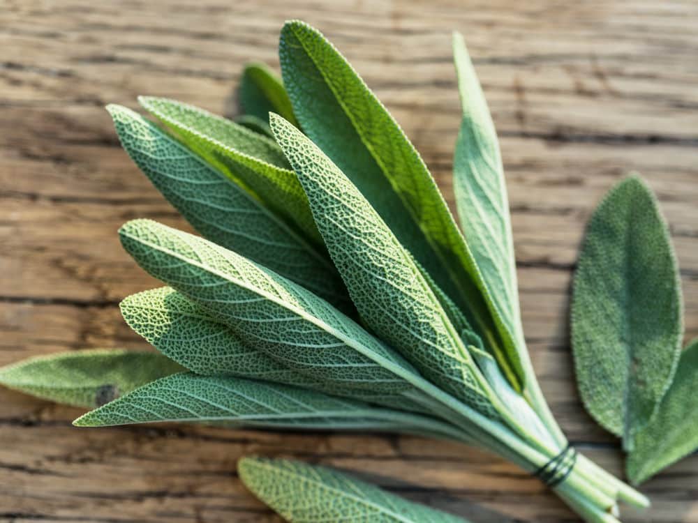 Fresh leaves of garden sage on wooden background.