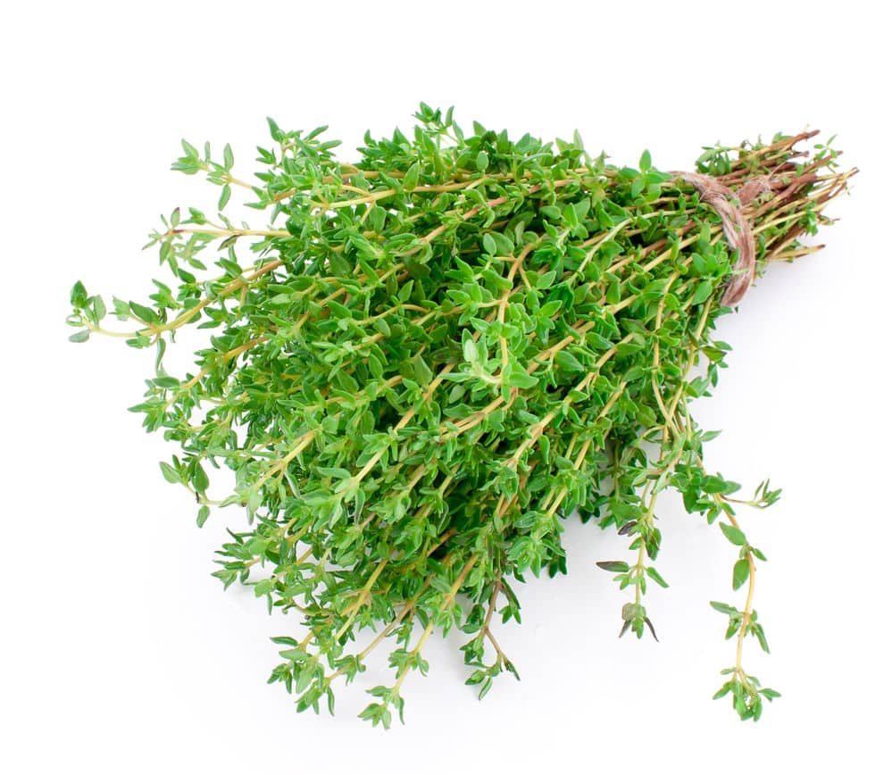 Freshy thyme bundle isolated on white.