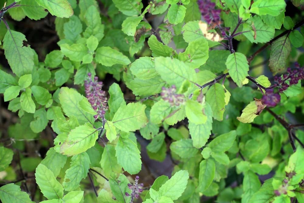 Holy basil in the garden.