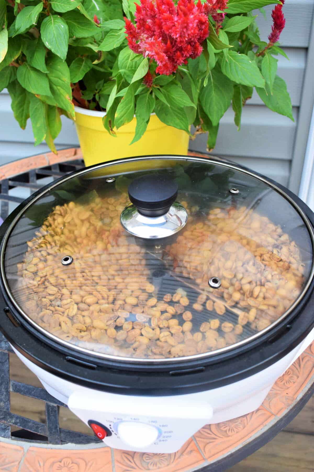 Coffee roaster with light golden-brown coffee beans and lid on.