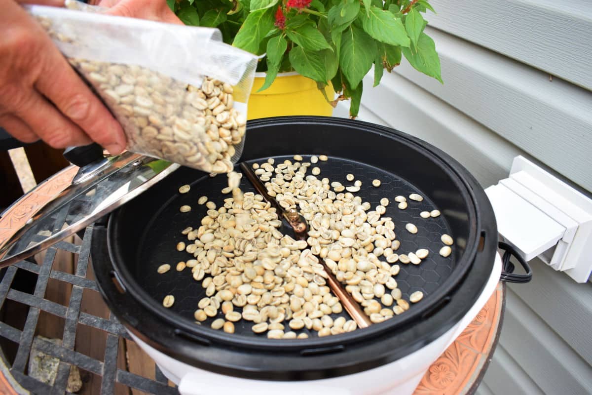Coffee roaster with raw green coffee beans.
