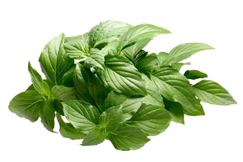 Lemon Basil, whole stems with leaves, isolated on white background.