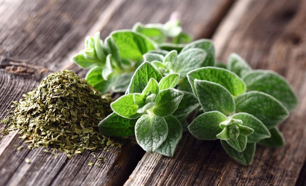 Fresh and dry oregano on wooden boards.