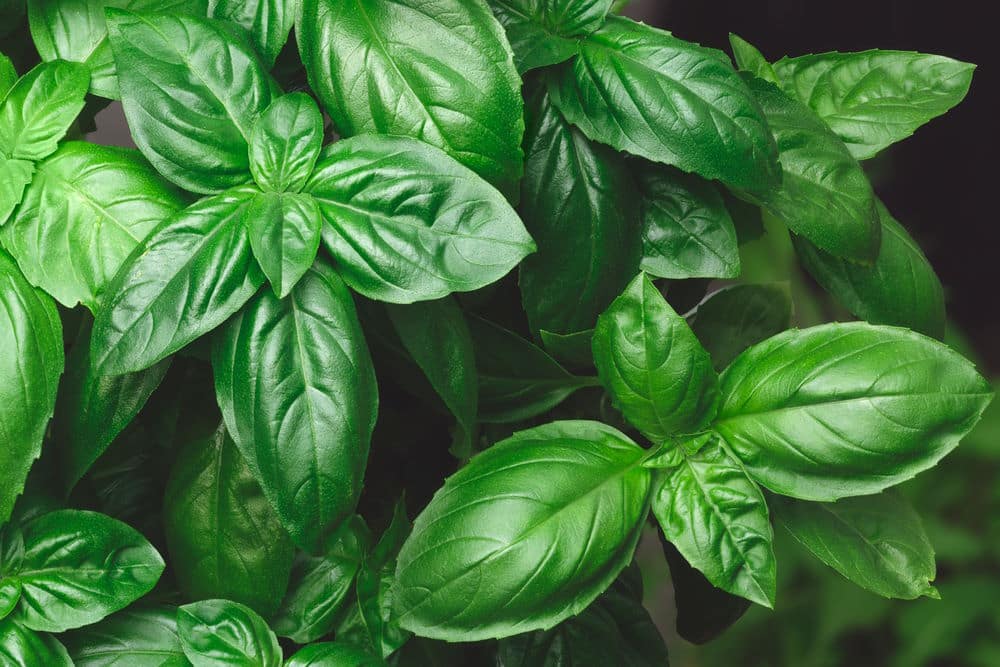 Sweet Genovese basil.