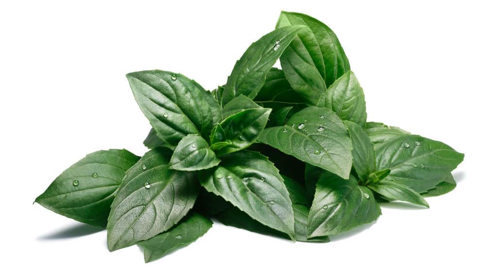 Pile of fresh Thai basil leaves isolated on white background.