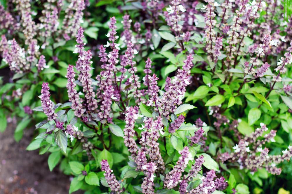 Fresh basil purple flowers in the garden