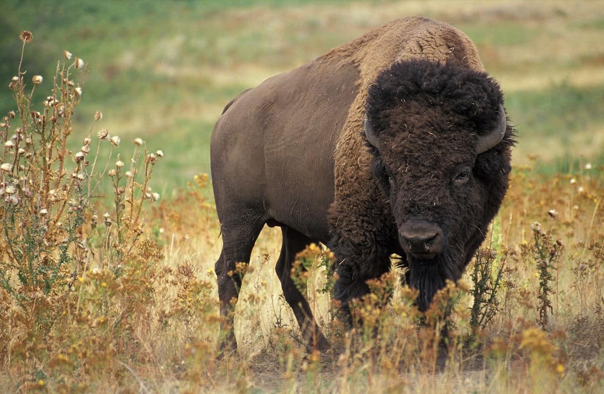 A large bison on prairie land.