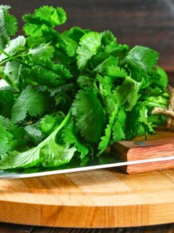 Bunch of fresh cilantro on cutting board.
