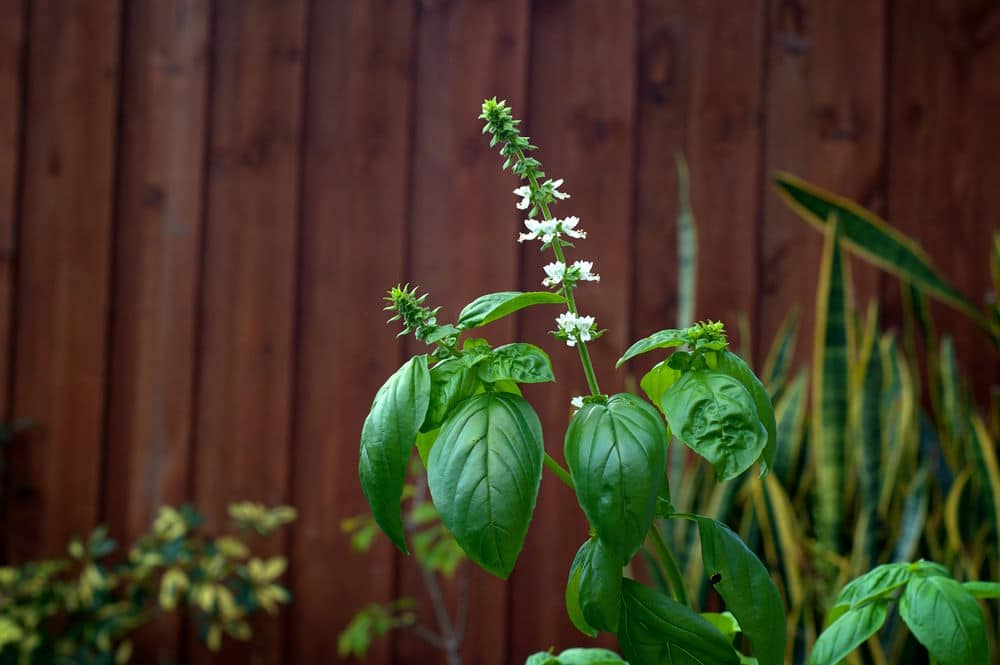 A large backyard Sweet Basil plant with flower stalks and small white blooms.