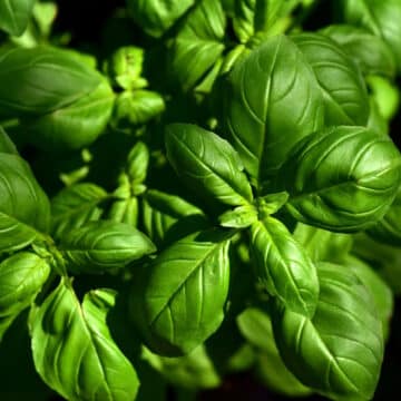 Fresh basil plant.
