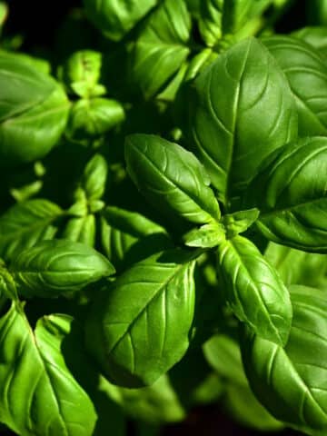 Fresh basil plant.