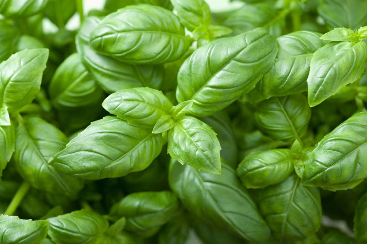 Fresh green basil leaves.