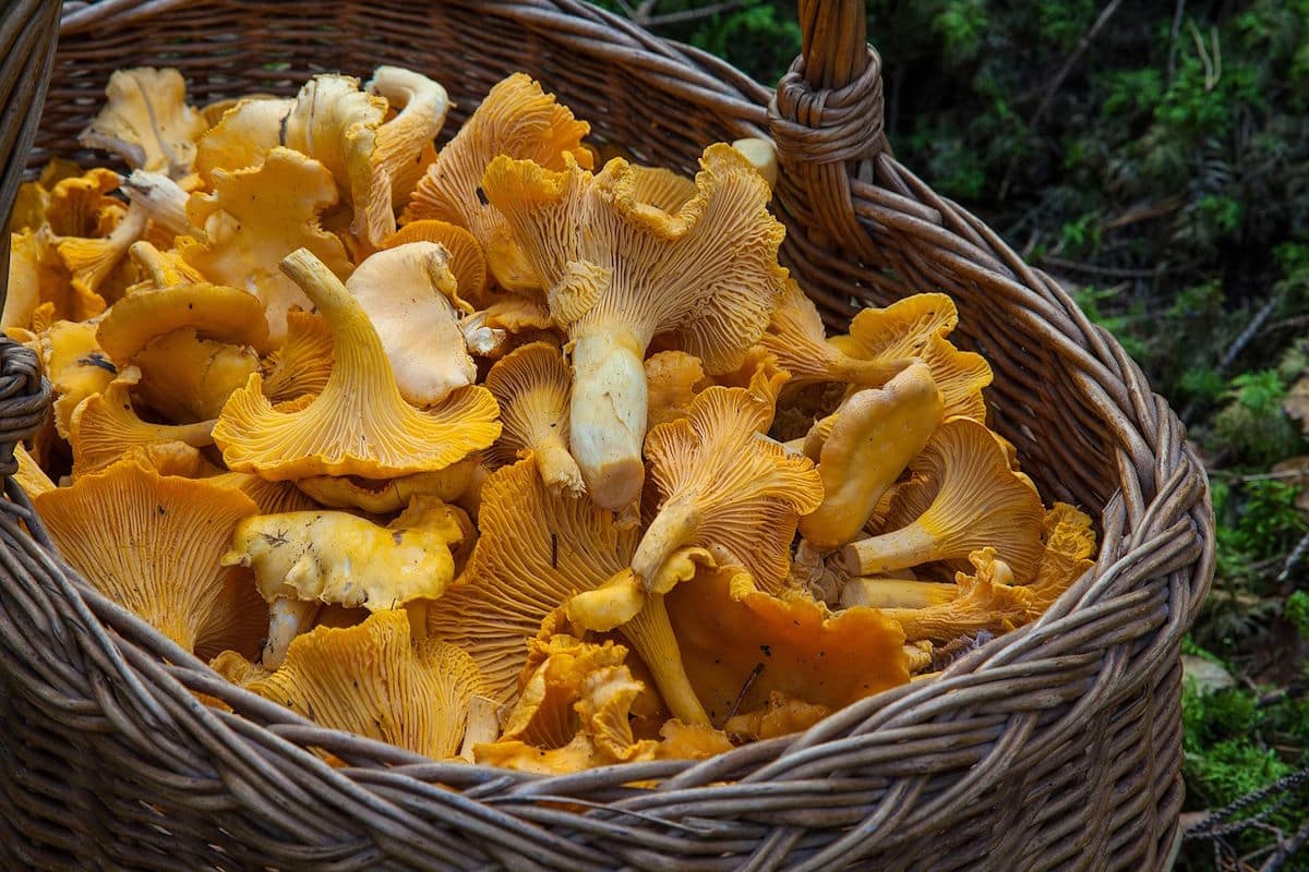 Fresh chanterelle mushrooms in basket.