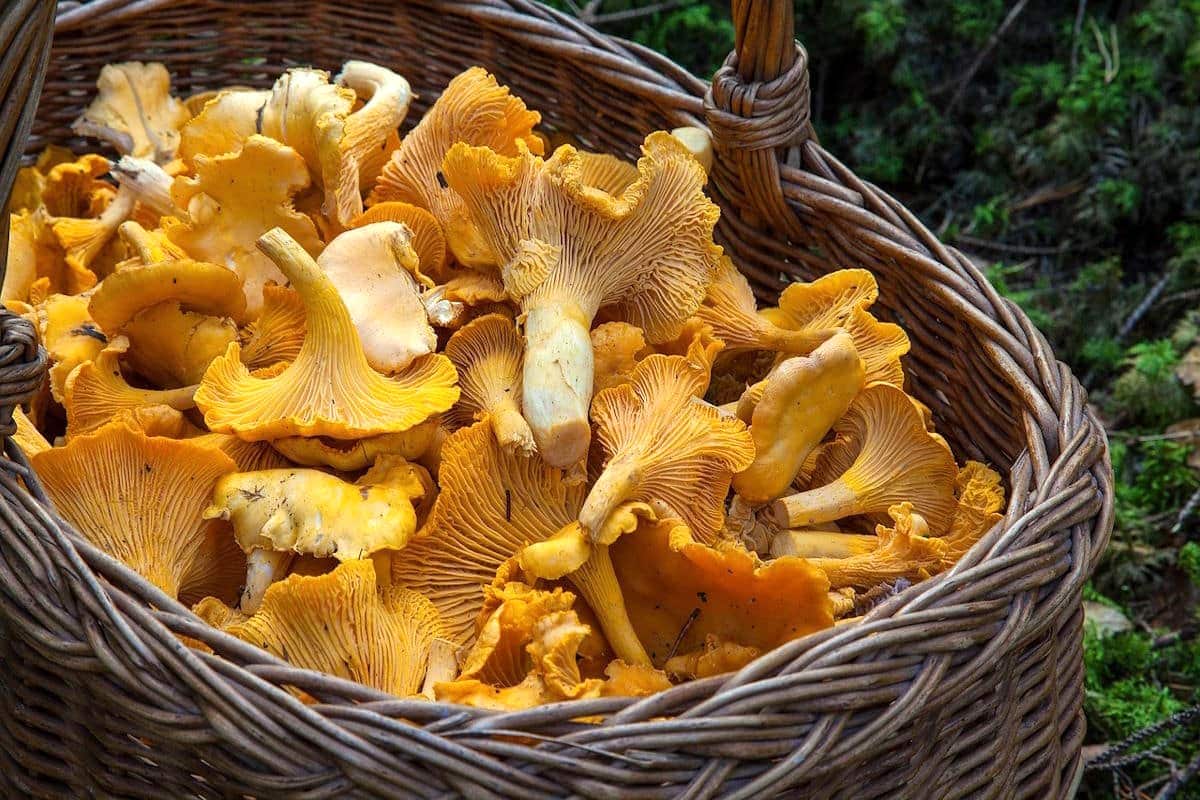 Wild, fresh chanterelles in basket.