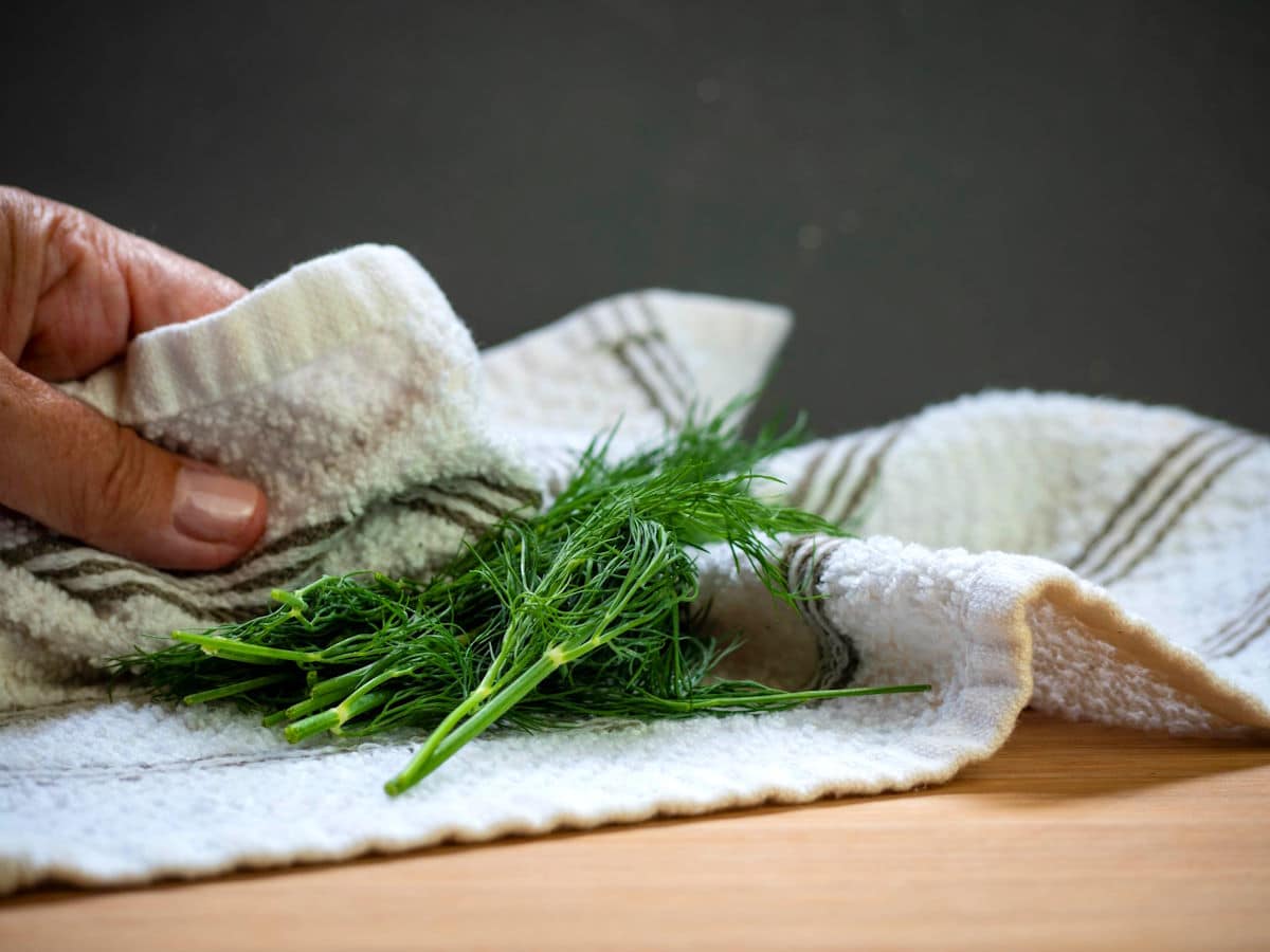 Fresh dill getting dried in kitchen towel.