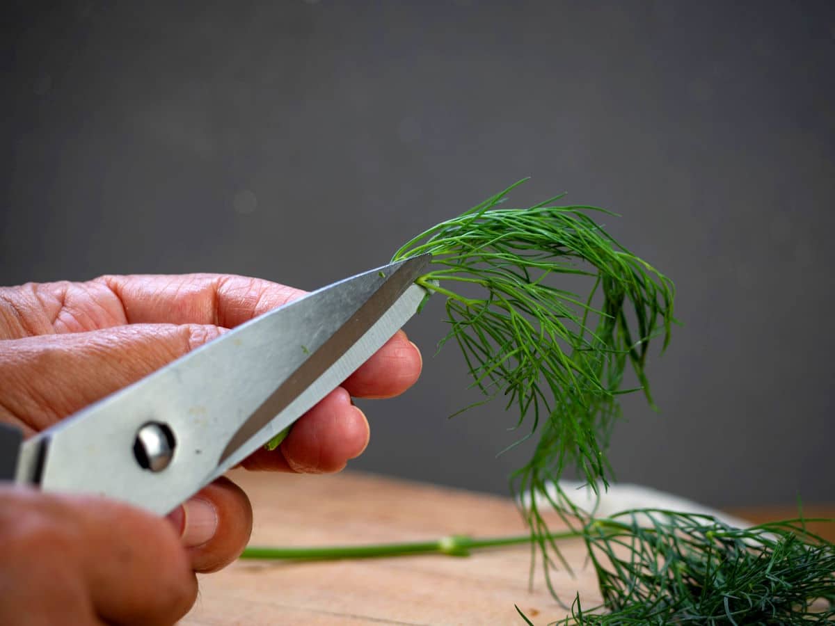 Fresh dill and scissors.