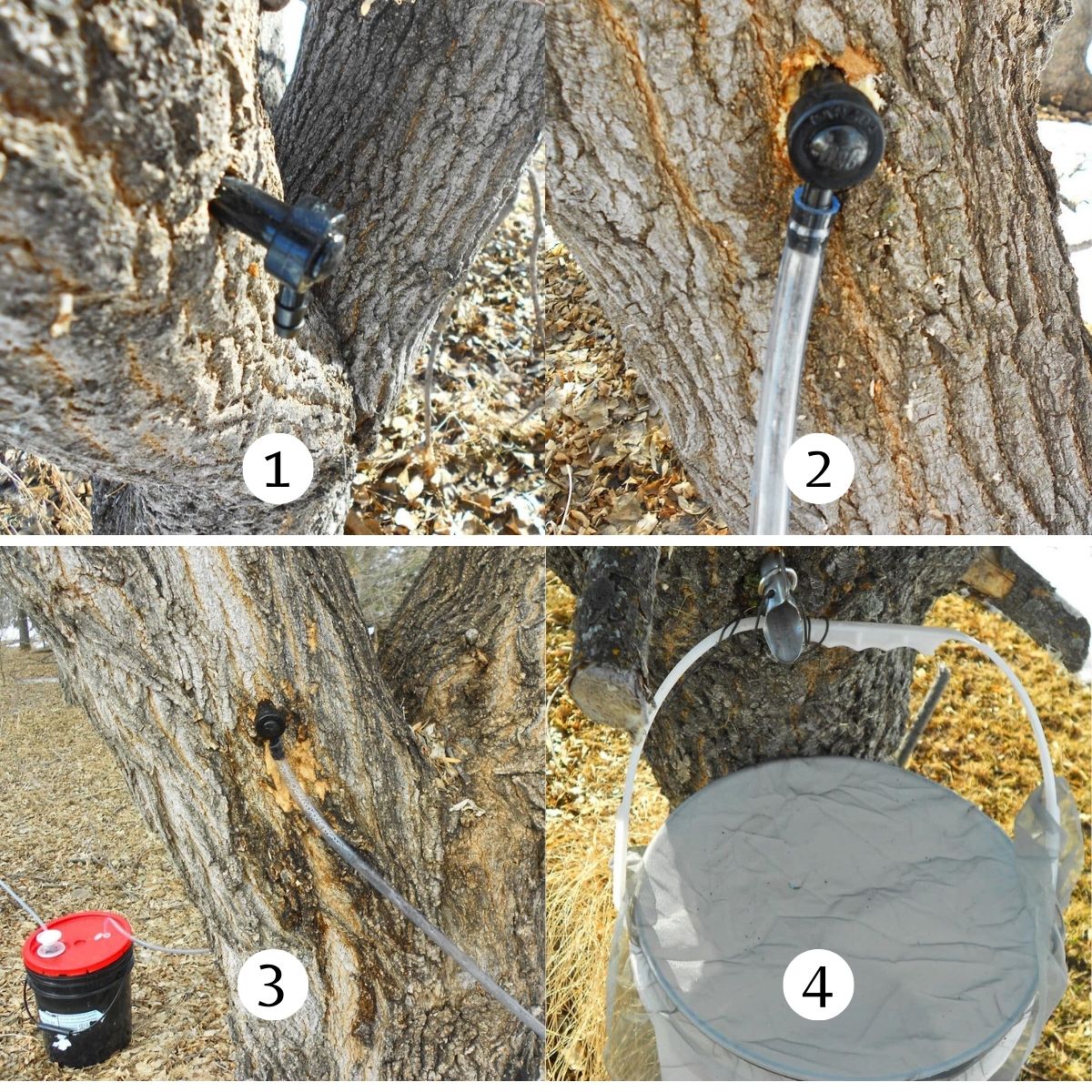 Image collage of tapping maple trees.