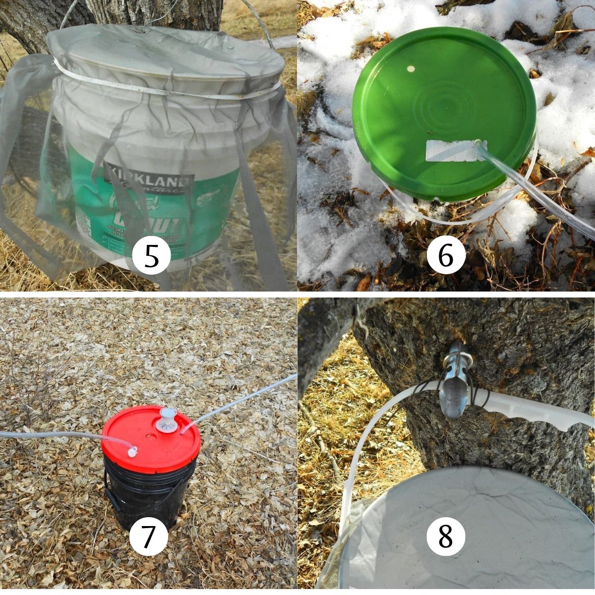 Image collage of pails collecting maple water.