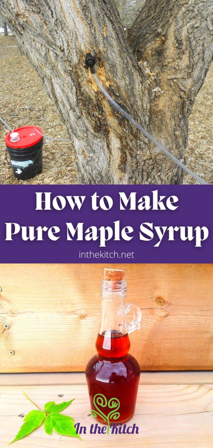 Maple tree with tap and hose and maple syrup bottle.