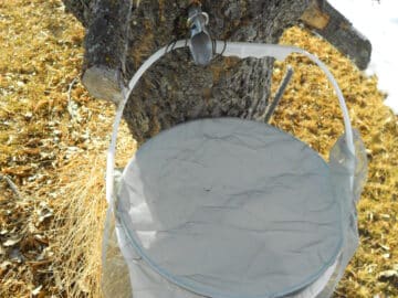 Pail with mesh screening on tree spigot.