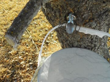 Spigot in maple tree with pail hanging from it.