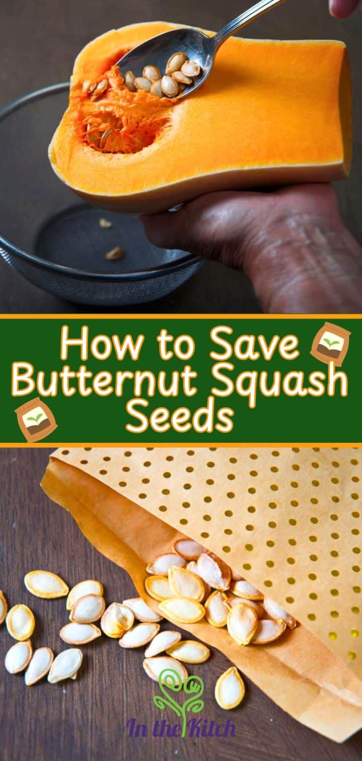 Images of butternut squash seed and text overlay that says 'How to Save Butternut Squash Seeds'.