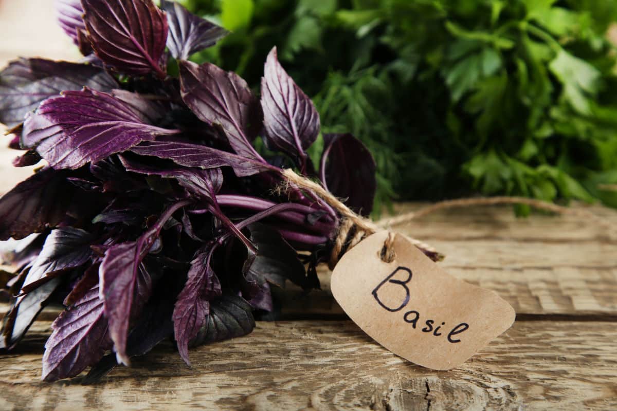 Fresh purple basil leaves on brown wooden table.