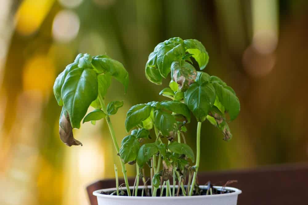 Small pot with a dying Basil plant in day light.